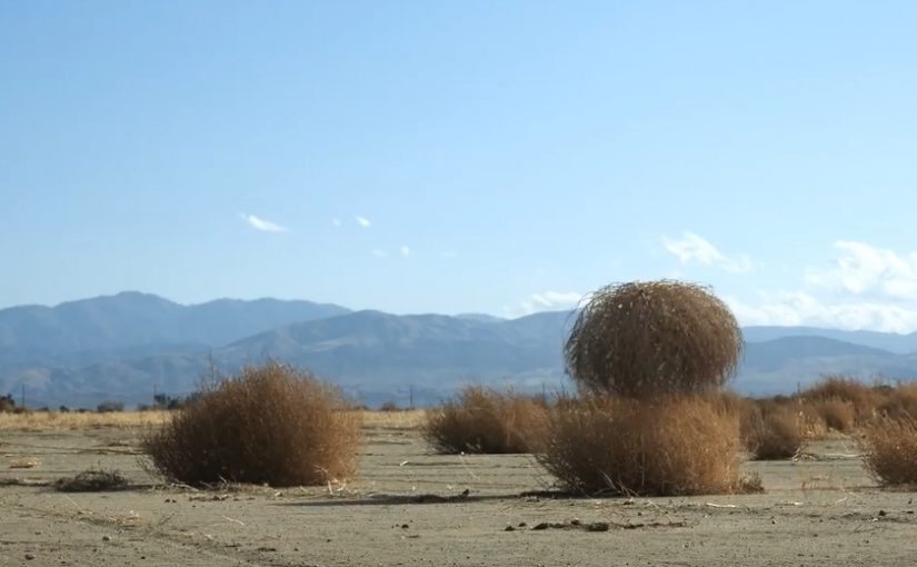 Why Do Tumbleweeds Tumble?