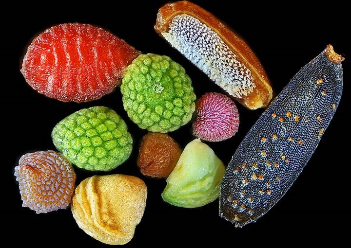 Microscopic Images of Seeds
