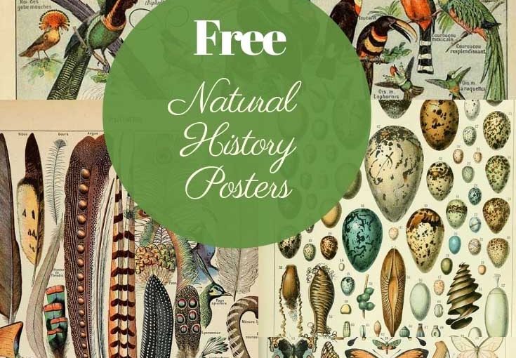 Free Printable Natural History Posters Of Adolphe Millot