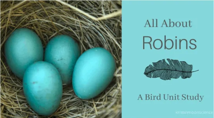 All About Robins