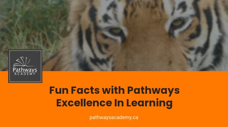 Fun Facts – Tigers