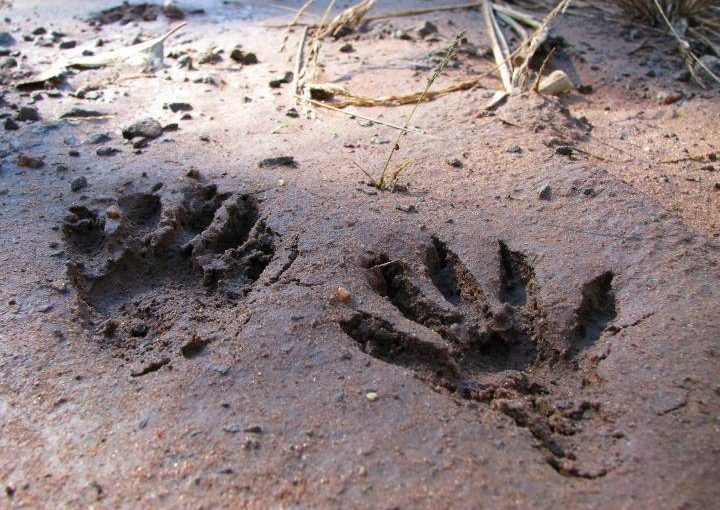Identify Animal Tracks