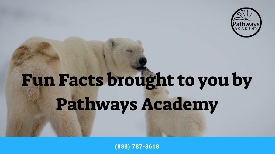 Fun Facts – Polar Bears