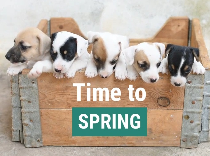Time To Spring Into Action