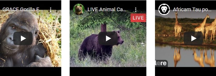 Animal Cams