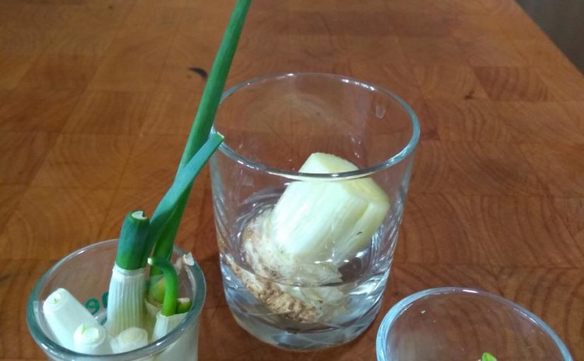 Growing Vegetables From Food Scraps