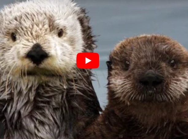 Fantastic Fur of Sea Otters Video