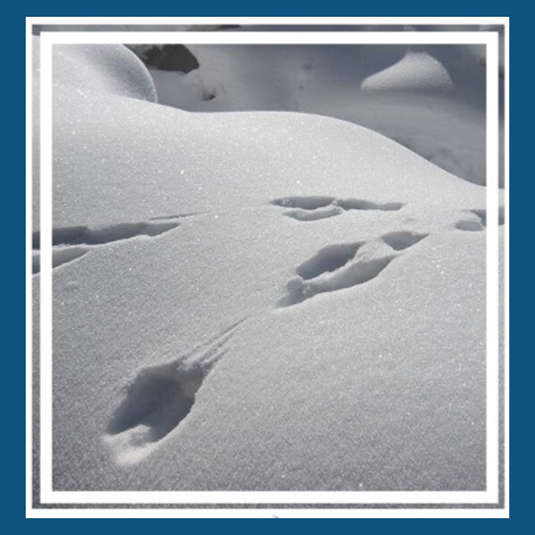 Be a Detective – Free Animal Tracks Printable