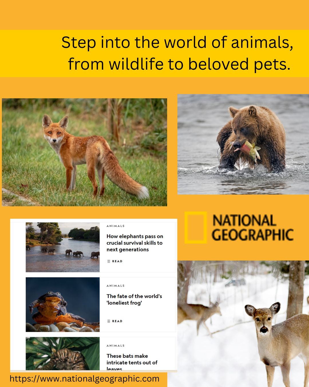 National Geographic Animals