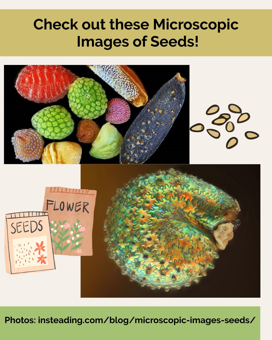 Microscopic Images of Seeds